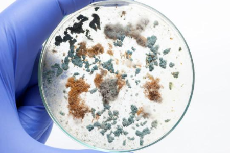 Baibo Biotechnology의 Trypticase 대두 국물로 신뢰할 수있는 미생물 재배 보장 : 글로벌 실험실에 선호되는 선택