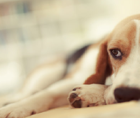 개에 대한 정확한 가정 임신 테스트 : Babio 's Canine Relaxin (RLN) 테스트 키트는 빠른 결과를 제공합니다.