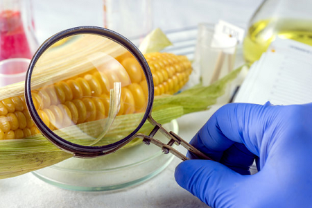 Babio의 Ochratoxin 빠른 테스트 카세트 - 글로벌 식품 안전 보장