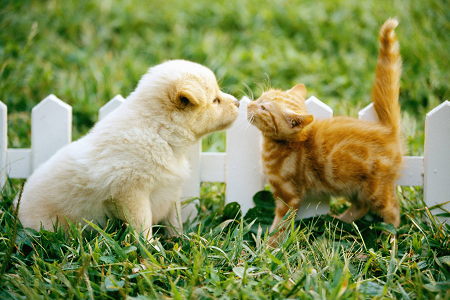 애완 동물 건강을위한 신뢰할 수있는 Toxoplasma gondii 항원 (Toxo AG) 테스트 키트 발사