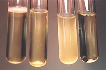 Babio, 글로벌 미생물학 연구소를 위한 고성능 뇌심장 주입 Broth 출시