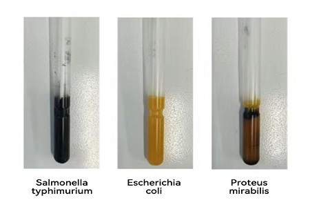 BABIO, 안정적인 글로벌 미생물 샘플 이동을 위한 고성능 수송 매체(SS 유형) 출시