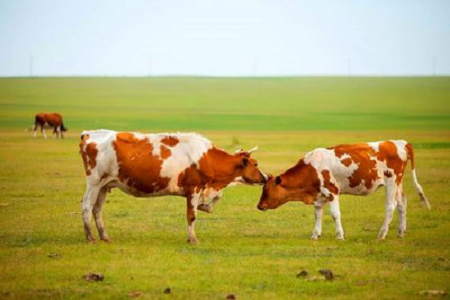 BABIO, 현대 가축 사육을 위한 고감도 소 임신 신속 테스트 키트 출시