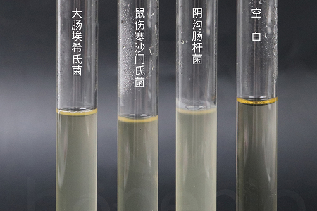 Babio Biotechnology, 안정적인 미생물 배양을 위한 고성능 Brain Heart Infusion Broth 출시