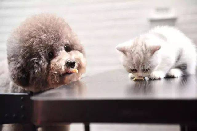 고양이 전염병 바이러스 검출을 위한 신속한 FPV Ag 테스트 키트