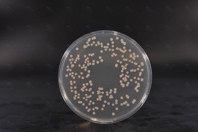 Brain Heart Infusion Agar: 세균 배양을 위한 영양이 풍부한 배지